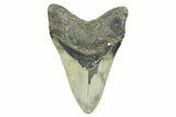 Fossil Megalodon Tooth - North Carolina #365977-2